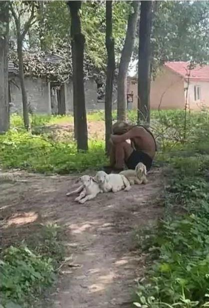 一位老人带着几只狗，在正午时分，蹲坐在大树的凉荫之下。
老人低着头歇息，狗儿们也