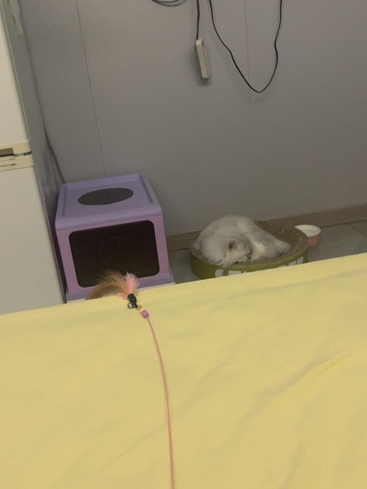 小猫会有烦恼嘛