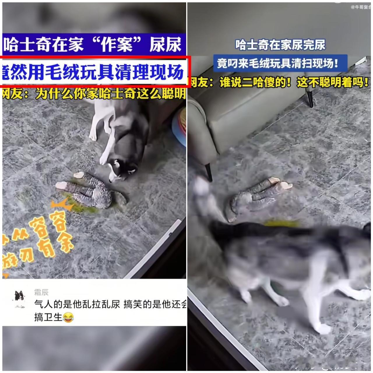 万万没想到！

主人上班摸鱼看监控，竟撞见自家哈士奇上演“毁尸灭迹”名场面！
 