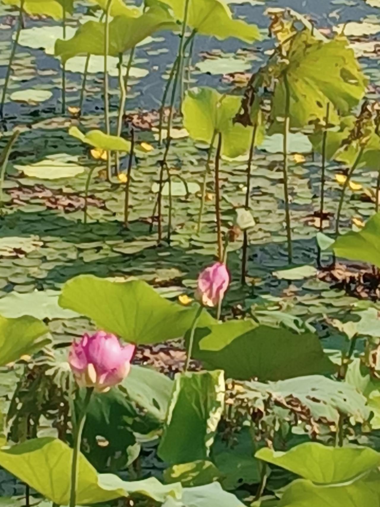 夏日荷花别样红。