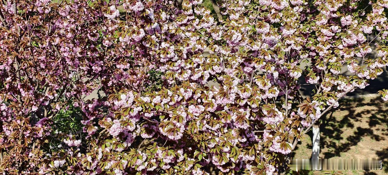 别跟同事掏心掏肺了，你掏的是心，他当是下水

上周跟一个老兄弟喝酒，他红着眼圈说