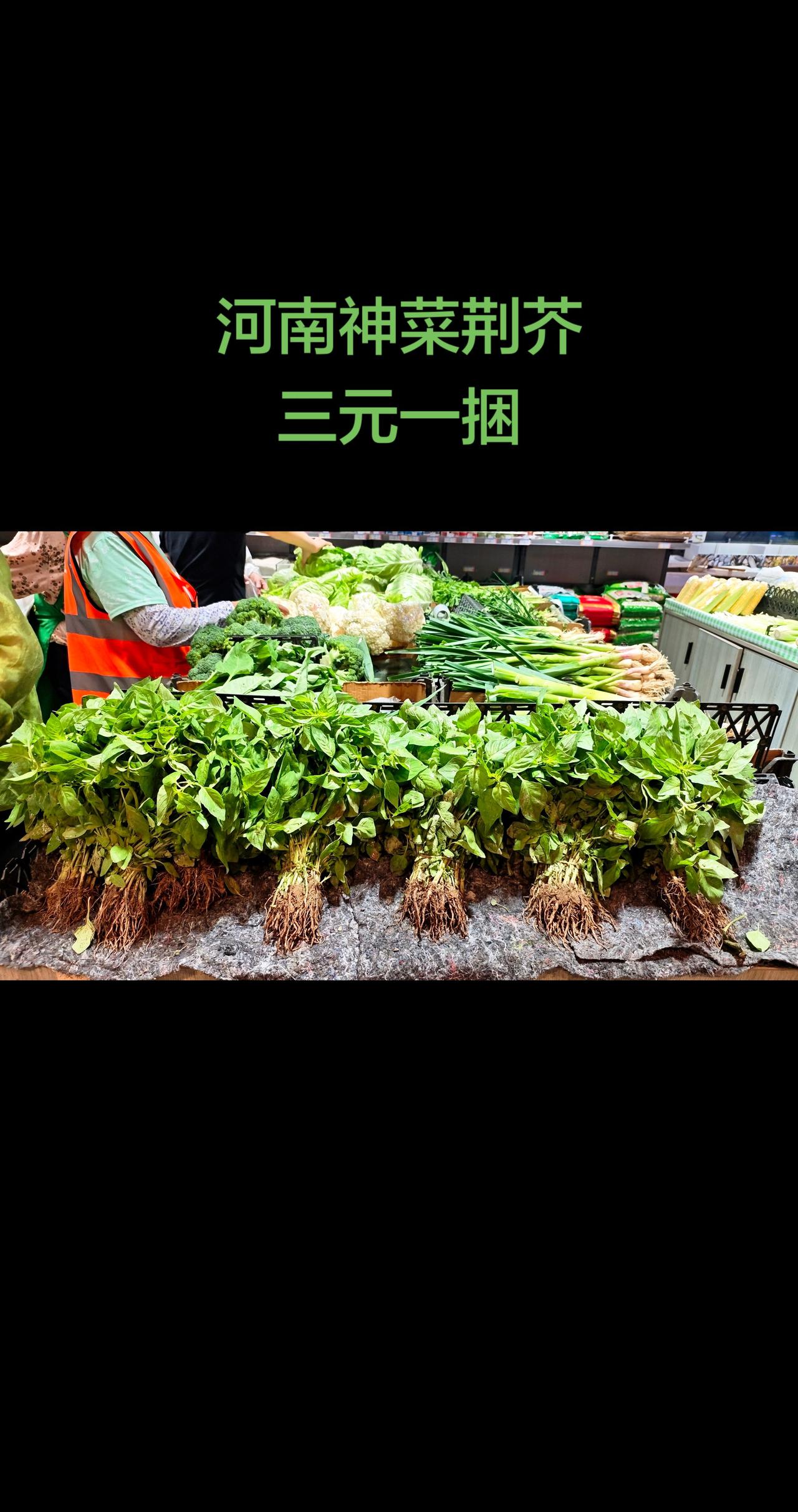 河南荆芥