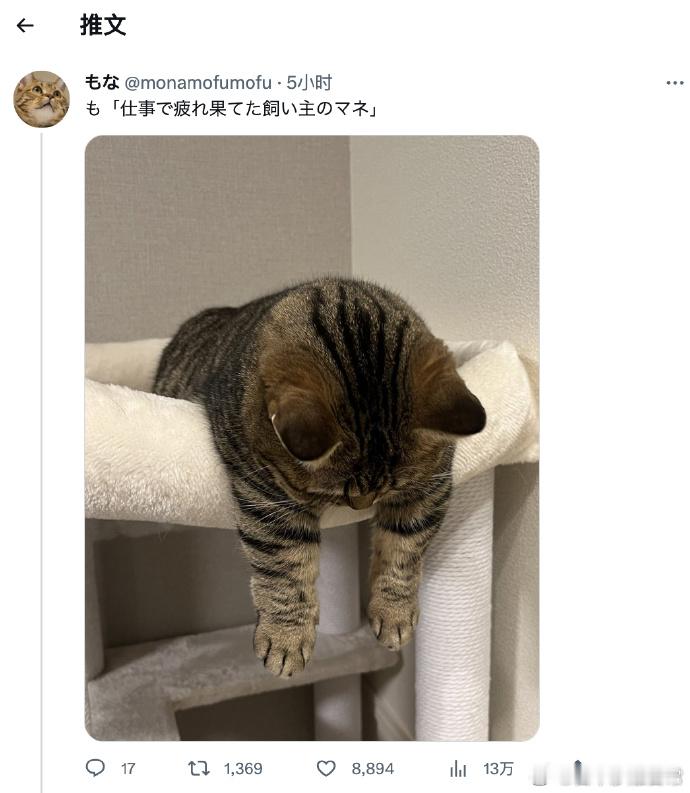 猫：大家好，我给大家cos一个工作累毙了的铲屎官    [喵喵]海外编译精选 ​