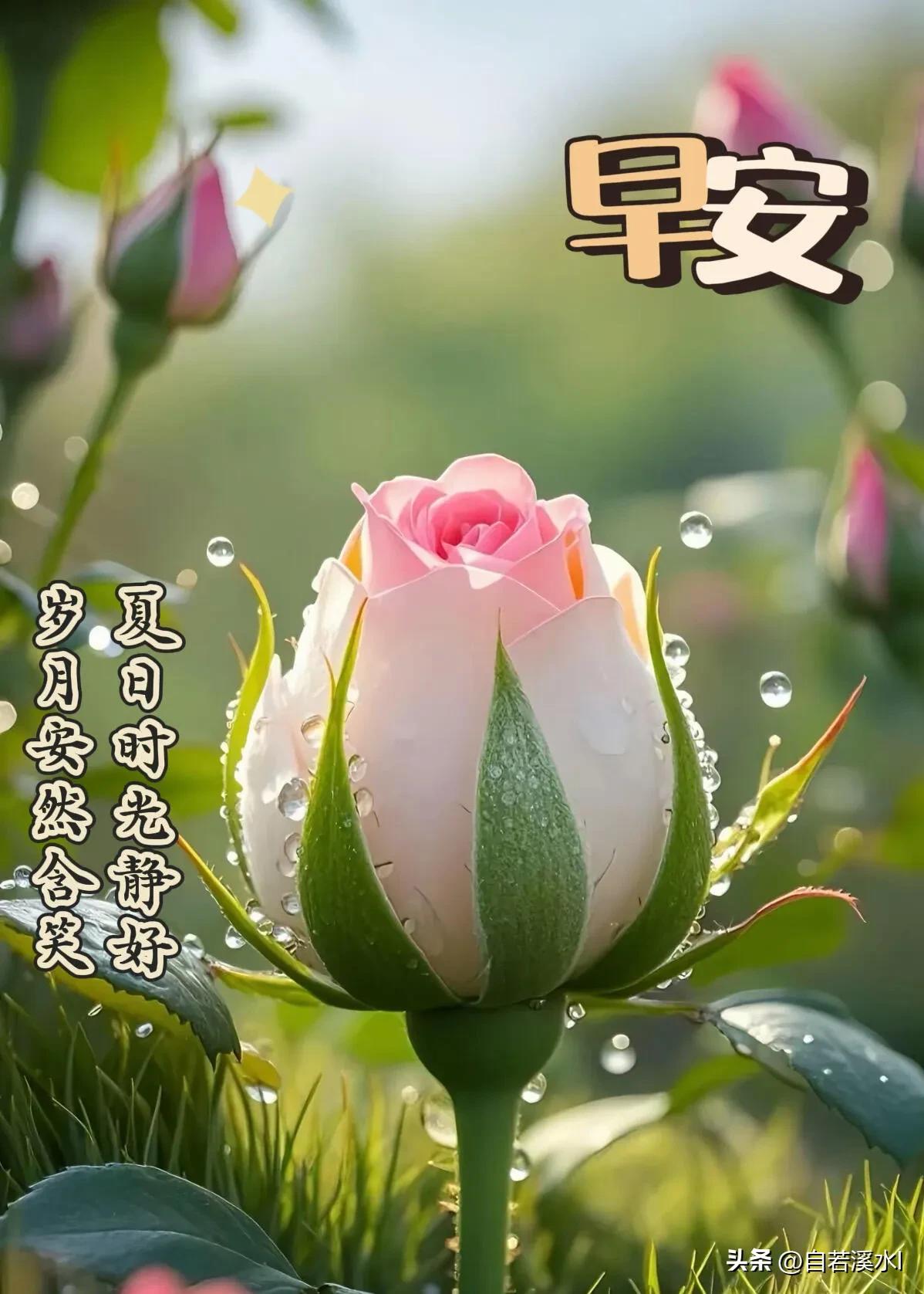 早安呀，愿阳光铺满前路，美好全都如约奔向你。