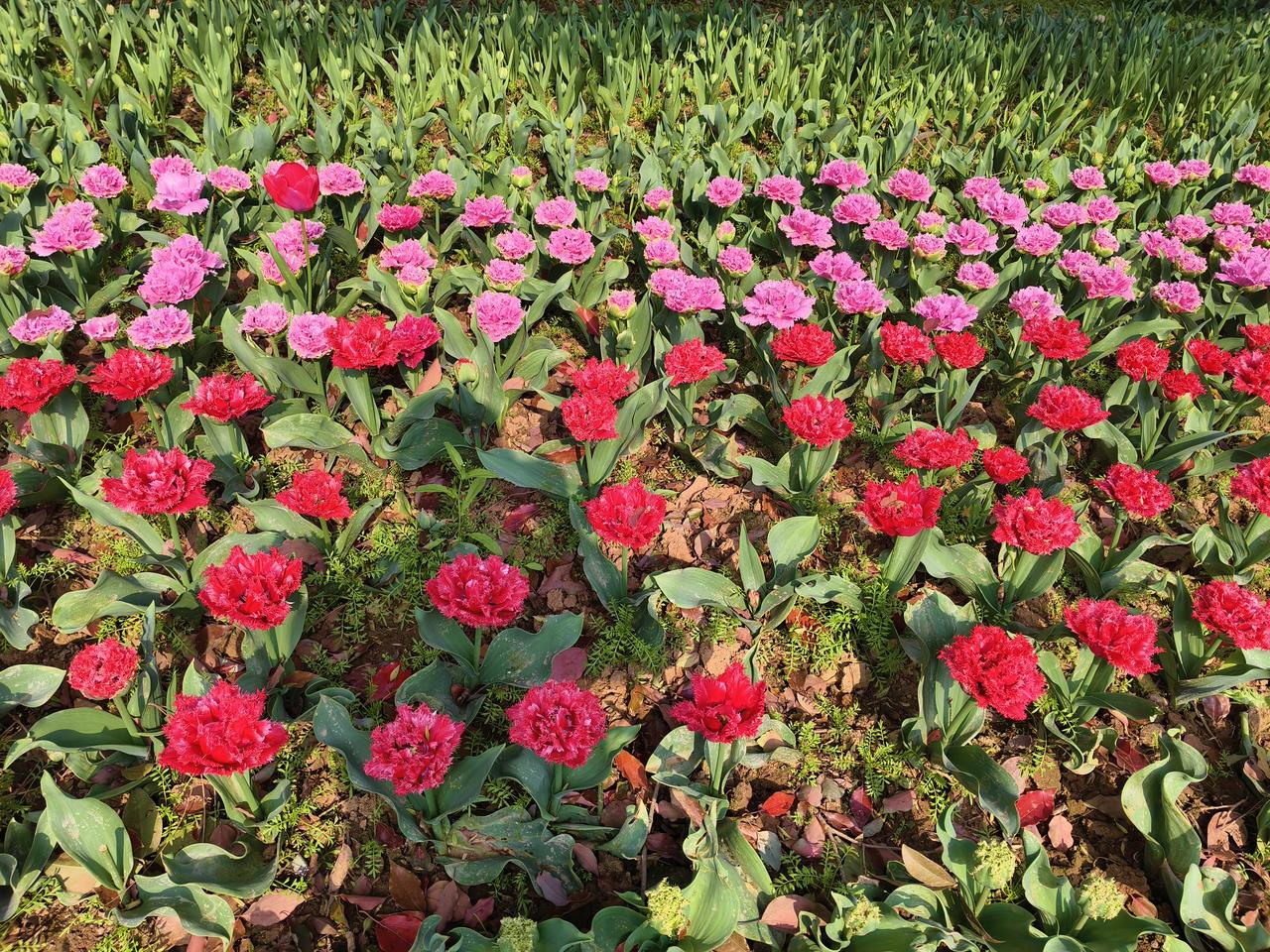 一花一叶，一草一木