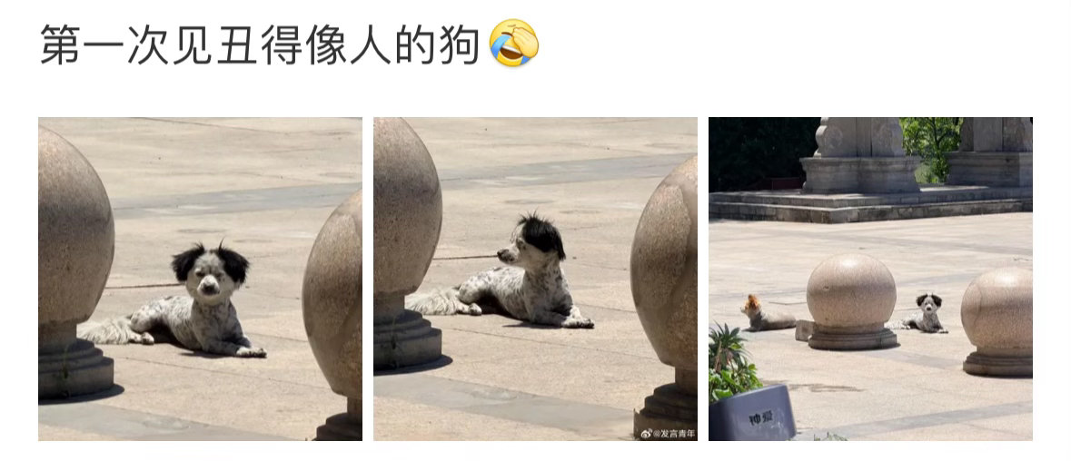 第一次见丑得像人的狗长得好有特色，这头发看着像假的