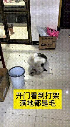 哎呀妈呀老铁你瞅瞅！
刚一开门回家，正好撞上俩猫搁屋里打闹
滚在一起噼里扑噜折腾