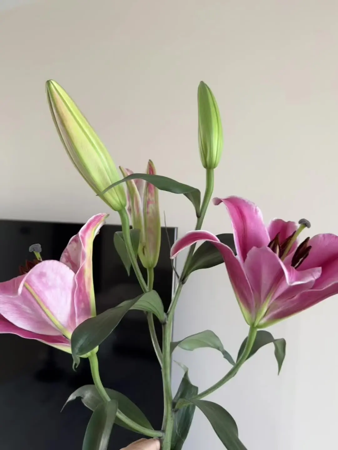 大年三十买的花花到大年初七还如此鲜艳漂亮😻