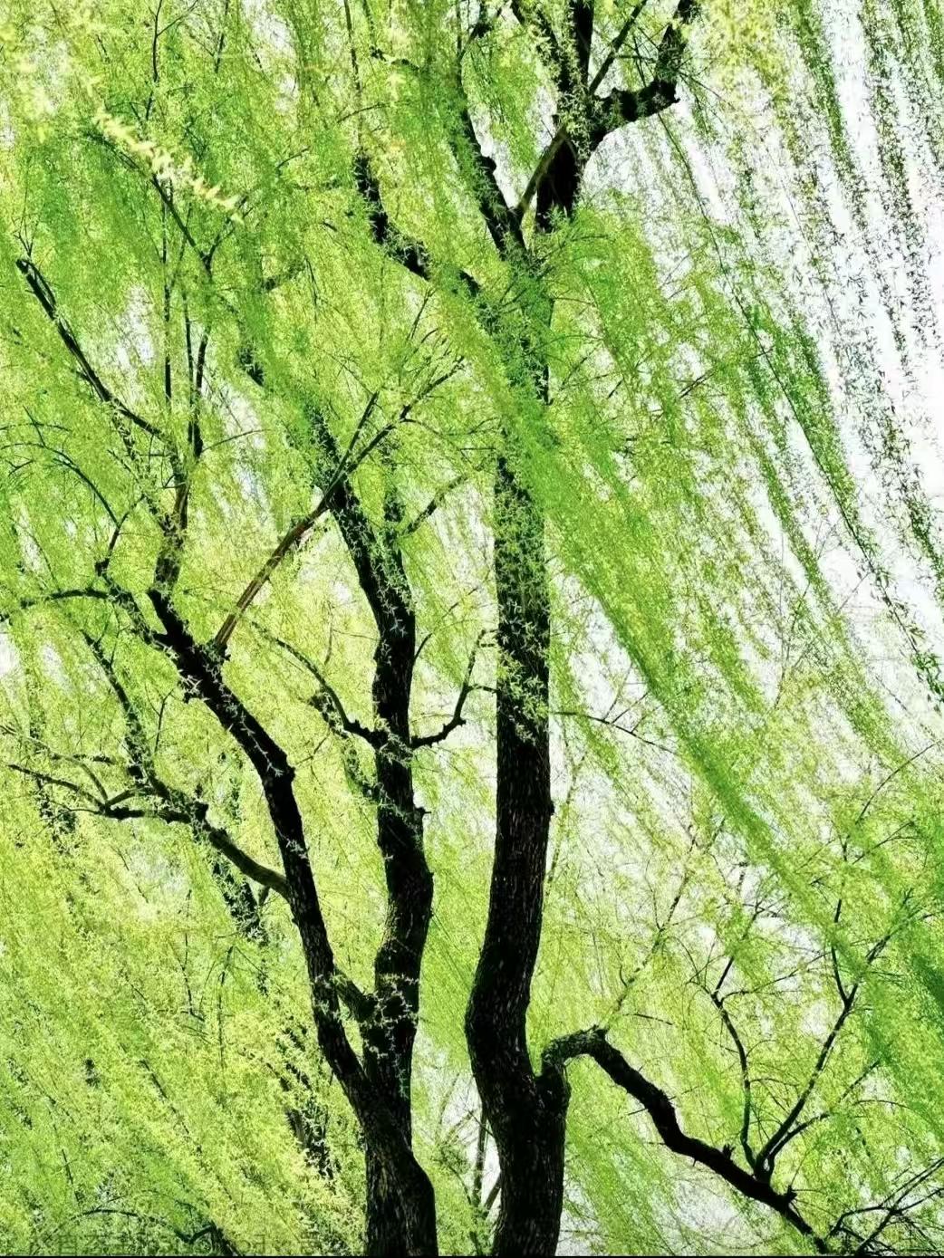 天净沙·春韵
垂杨碧草烟霞，
小桥流水鸣蛙。
燕子衔泥戏耍。
春寒初罢，
一枝红