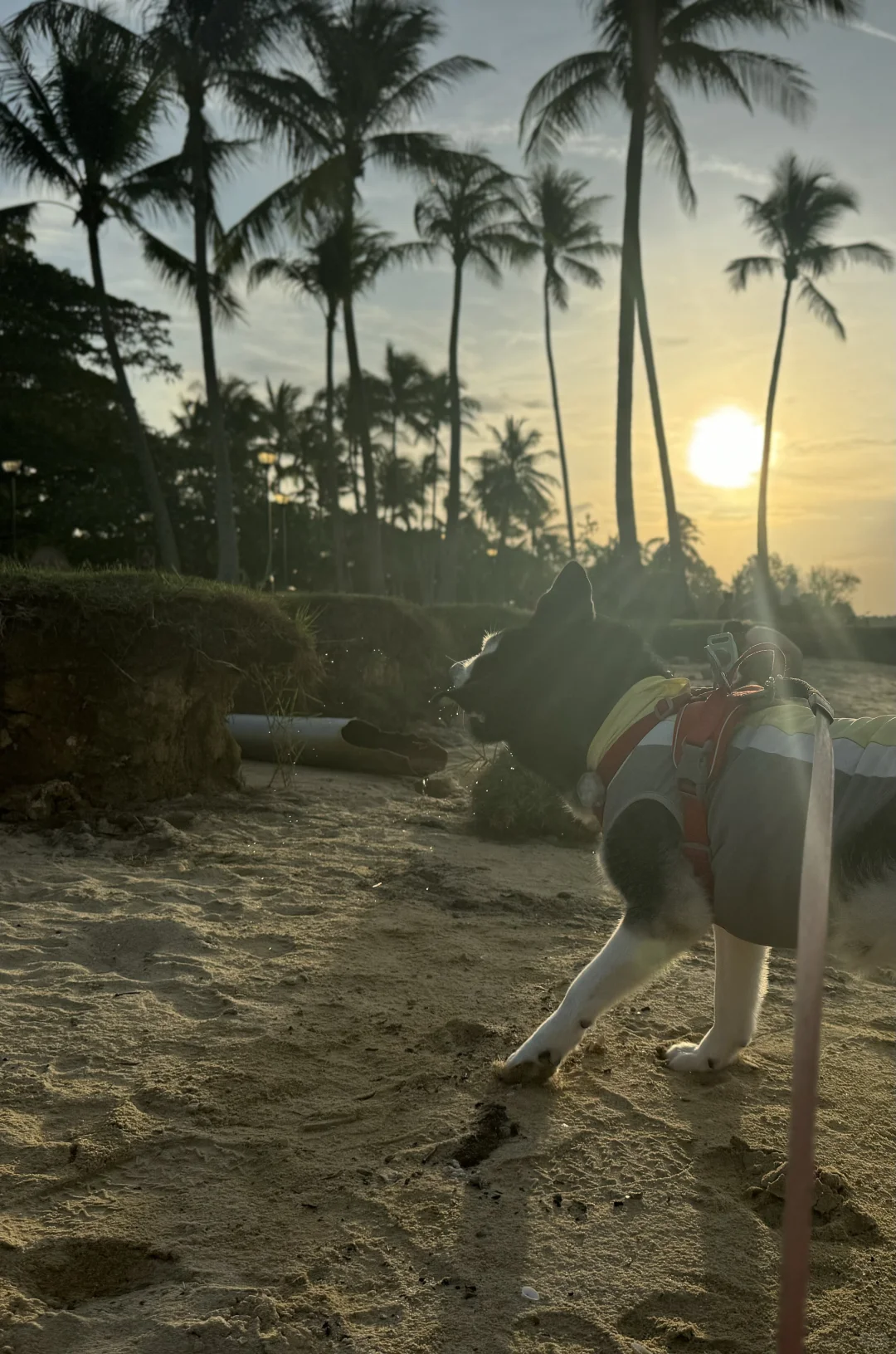 🇸🇬 i狗平等的不喜欢每一个dog run