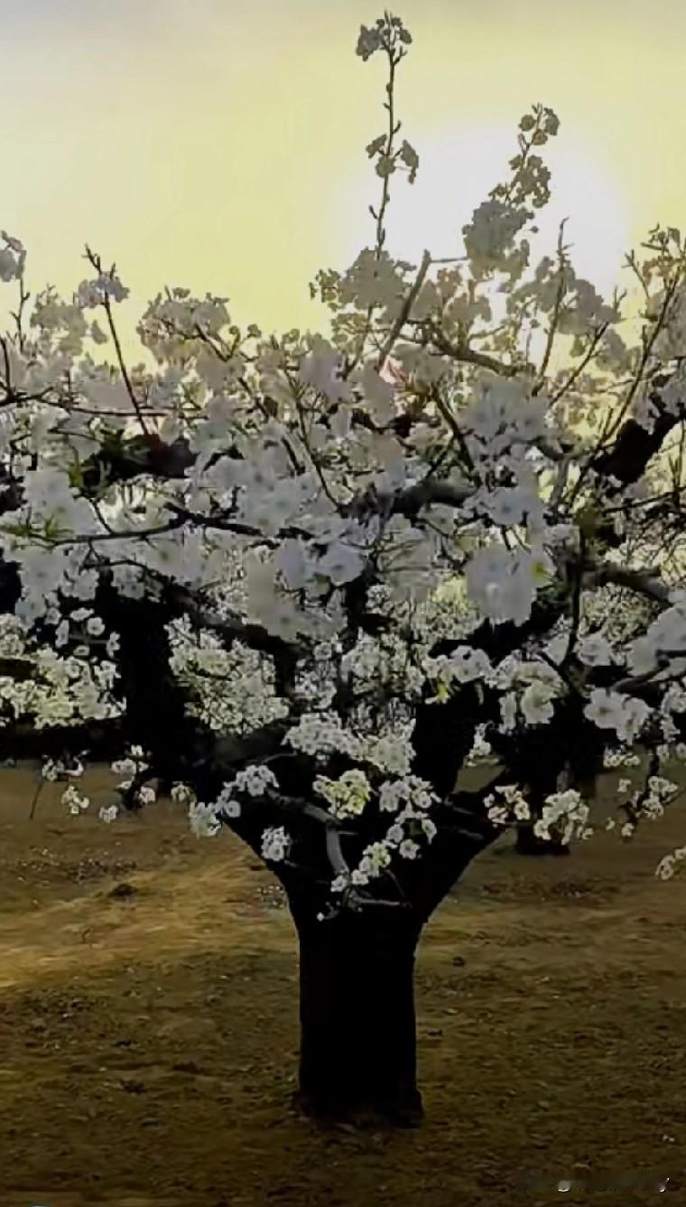 说一句带“雪”的诗句忽如一夜春风来，千树万树梨花开