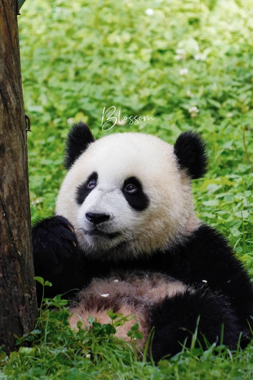 240910 汪佳小崽，一岁多了吧还是两头身