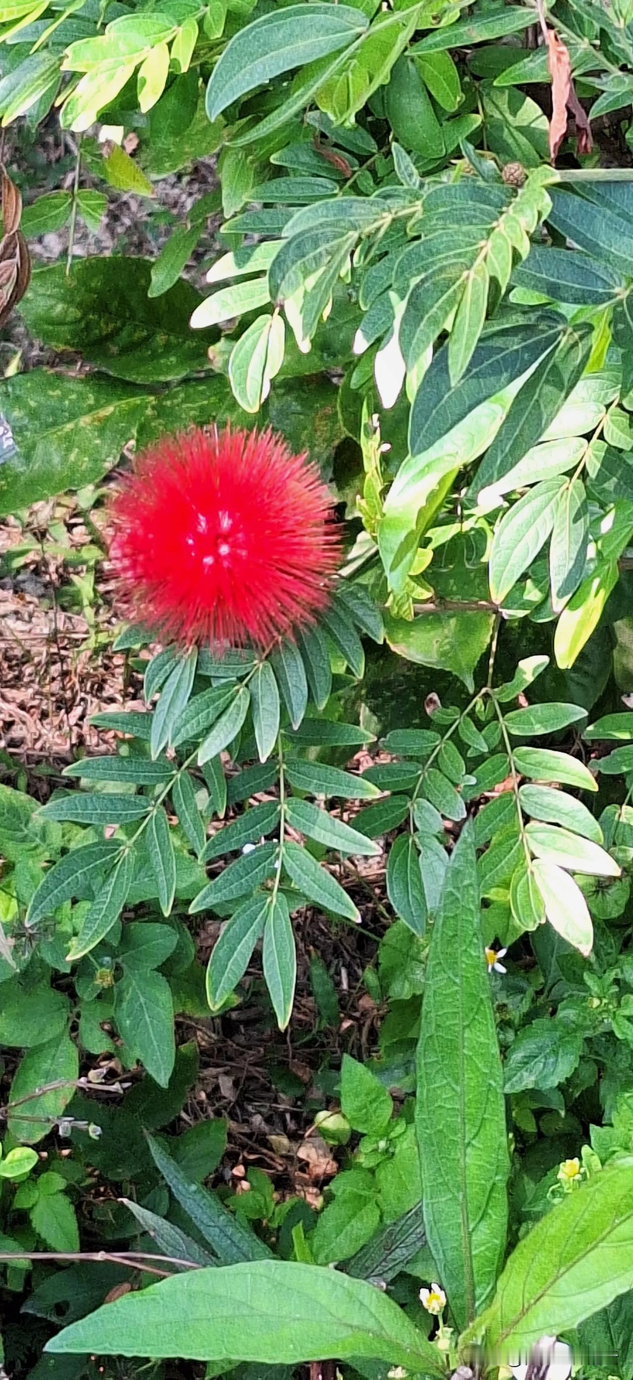 看着路边不知名的小花，心情很舒畅