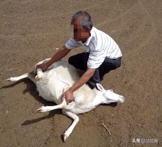 上海，男子听闻朋友家要杀羊，他自告奋勇要帮忙抓羊，让朋友到时给他分点羊肉，看朋友