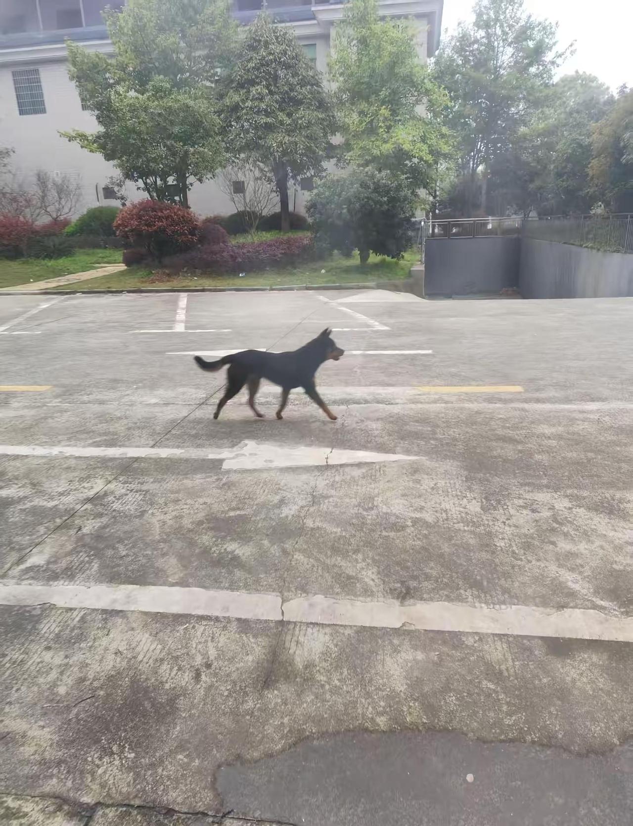 这是谁家的狗？？？今天一连串咬了好几个人和狗🐶🐶🐶🐶，被110抓住，现已