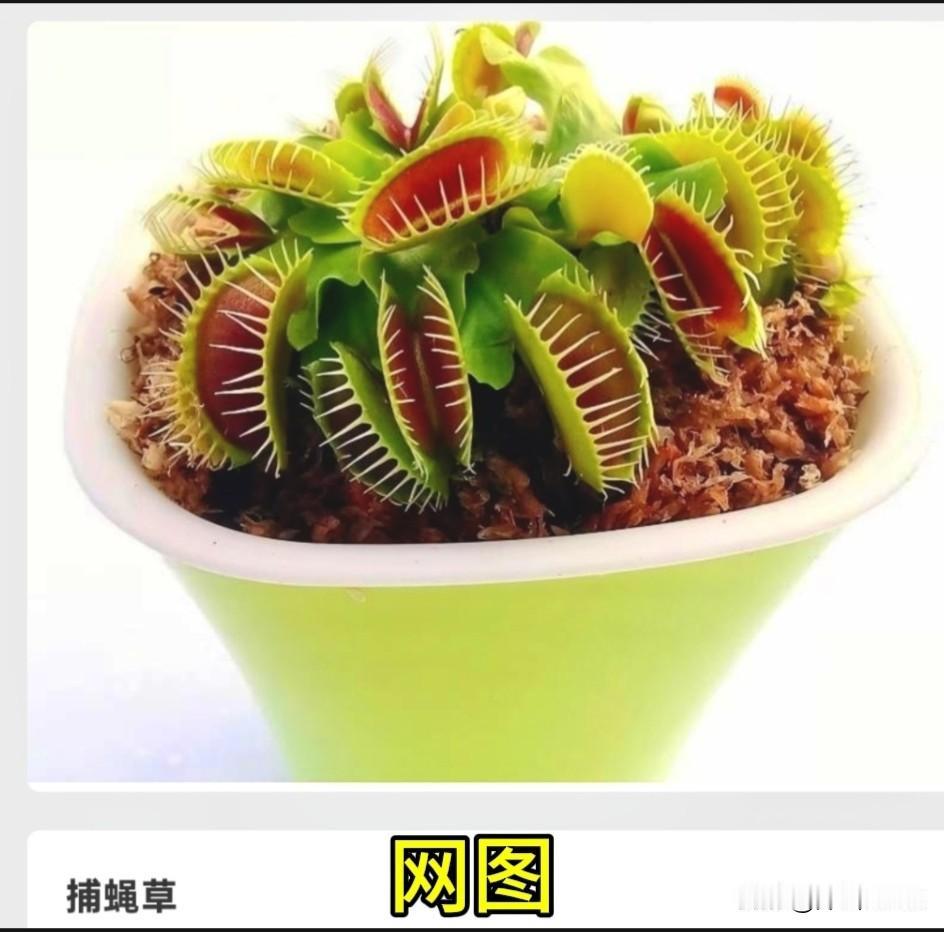下面六种植物是吃虫子的！
——有趣的食虫植物！
1.捕蝇草:
叶子演化成贝壳状的