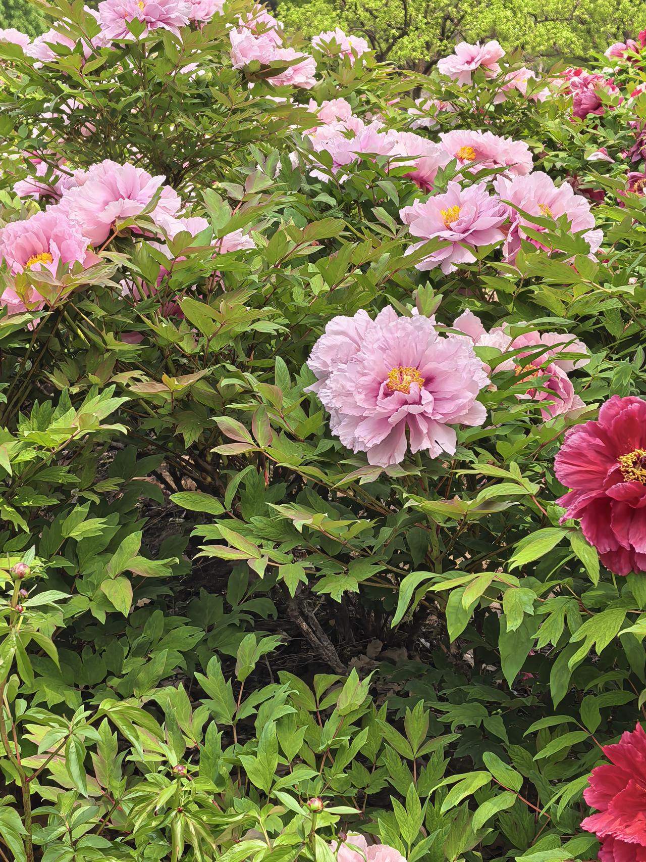 不借春风半分妆
自擎国色向晴光
繁英叠作云霞暖
一绽倾城压众芳