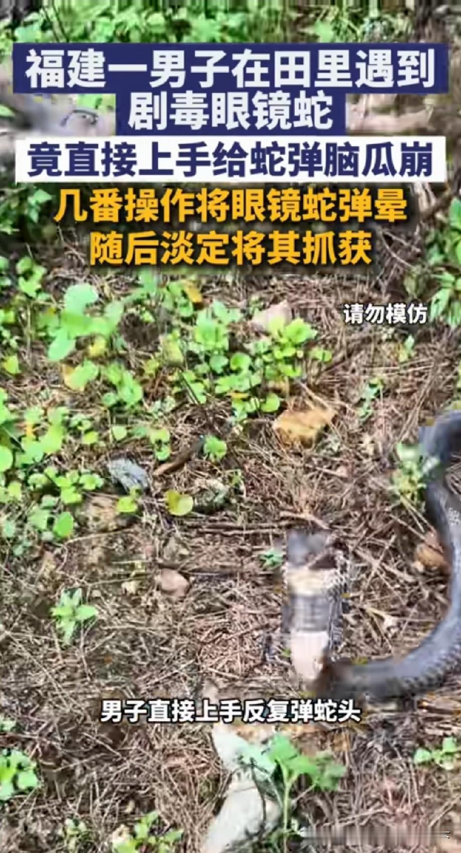 应该是把它眼镜弹没了，所以看不清，不然肯定被咬[偷笑]