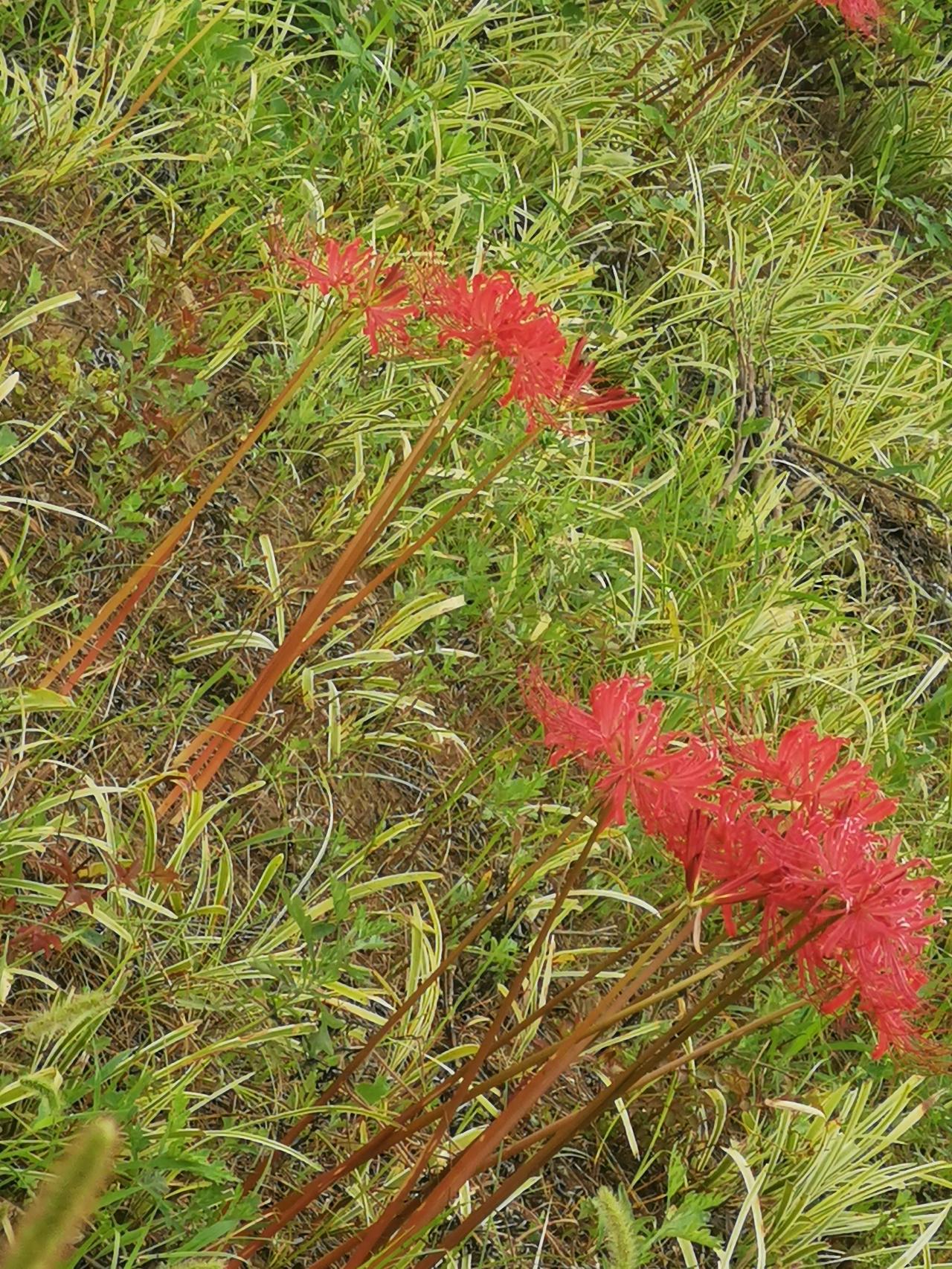 彼岸花的凄美传说:
很久很久以前，某个城市的边缘开满了大片大片的曼珠沙华，也就是