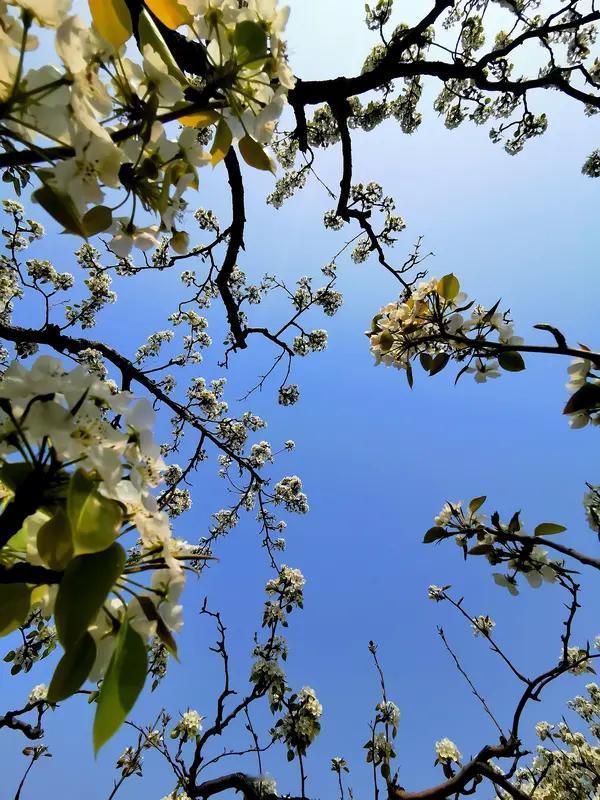 馨漪婉风所作的《七绝•梨云飞雪》，意境极为深远。“溪亭日暖数梨花”一句，刹那间便