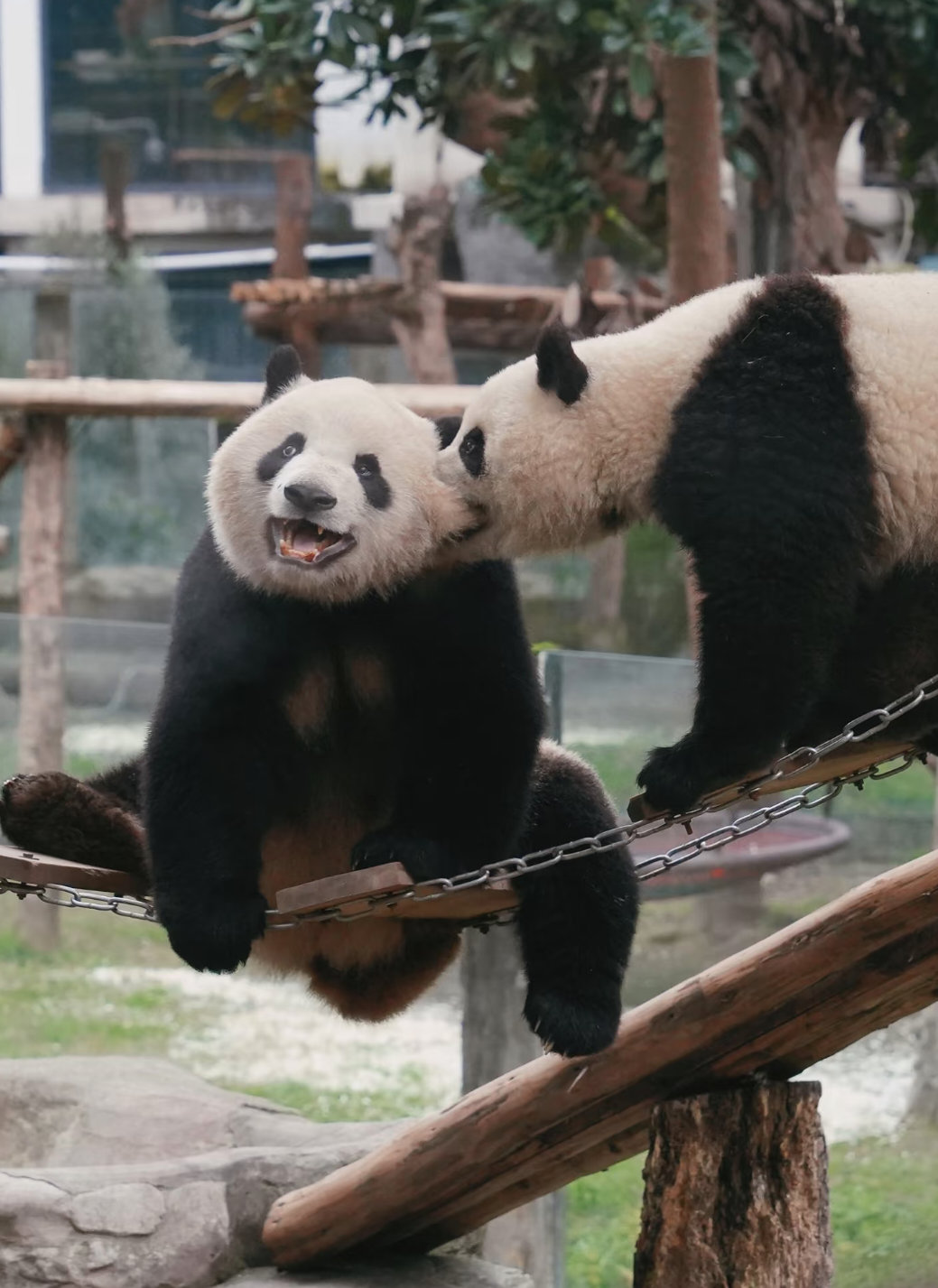 妞妞你怎么被咬还笑那么开心，图2的小肚肚也要藏不住啦！🐼🐼 