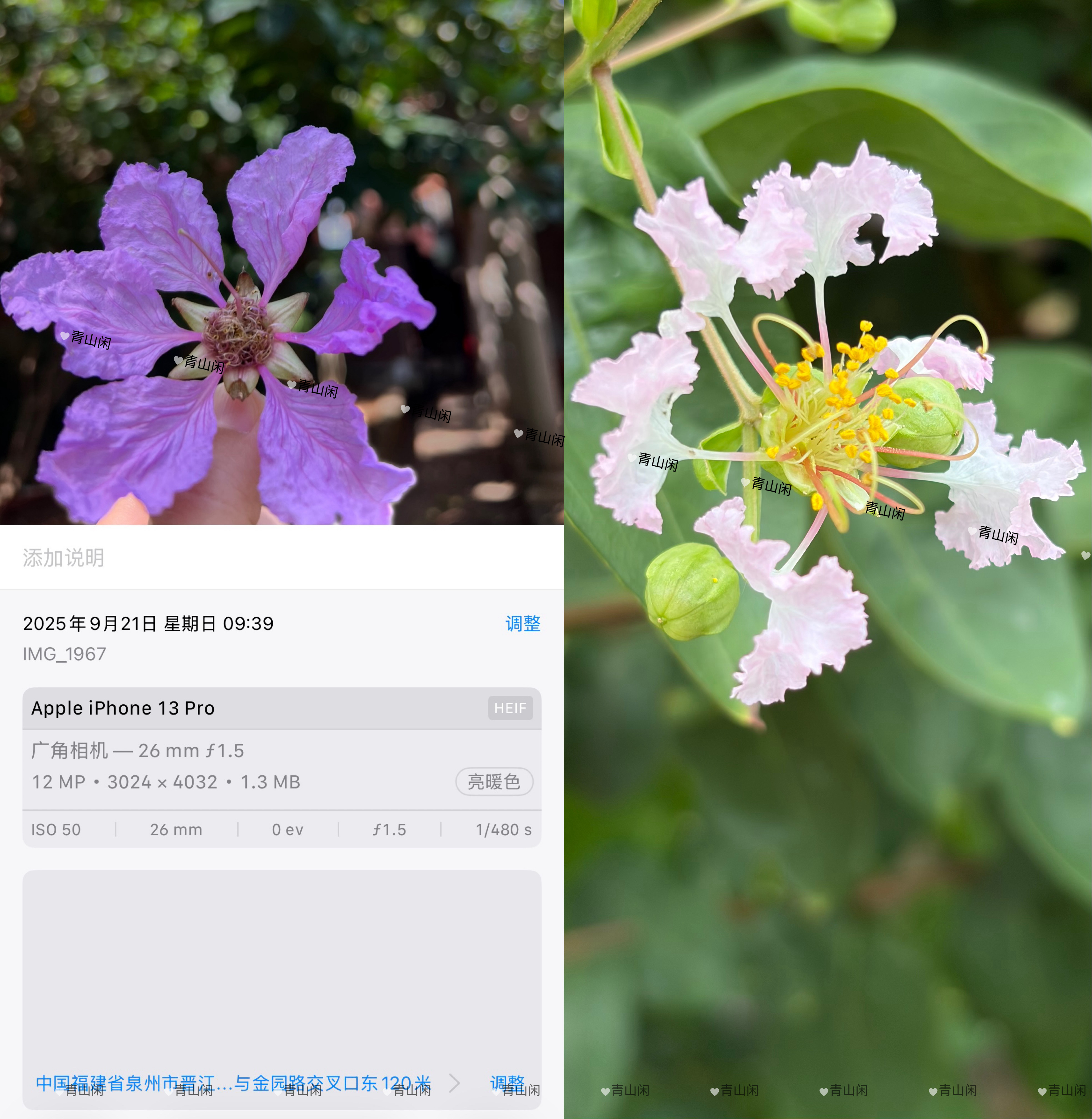 立秋后山风已不再闷热 我们单位在山里的快乐 今天摸鱼闲走赏花 想起去年我一个人特