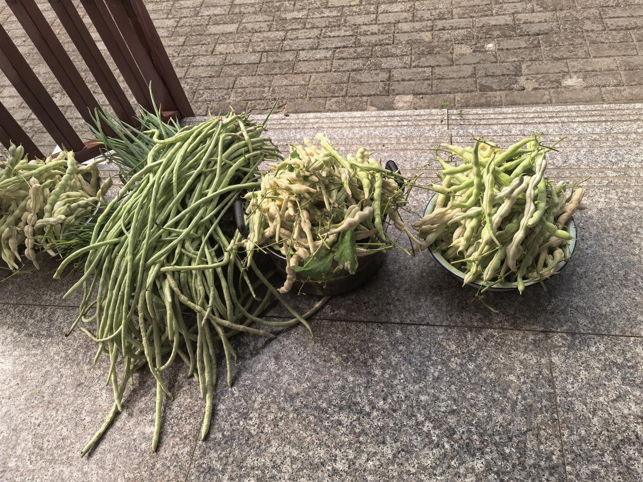 小菜园里又丰收了