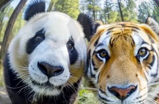 四川曾有老虎，为什么没吃大熊猫？一位65岁的护林员说：80%的人不知道，老虎就算