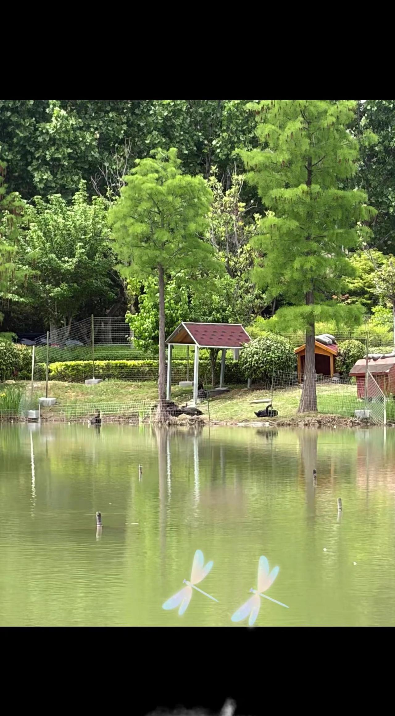 静水映绿荫，蜻蜓点涟漪。心随景宁，灵感自生✨   励志歌曲正能量 创作者中心 创