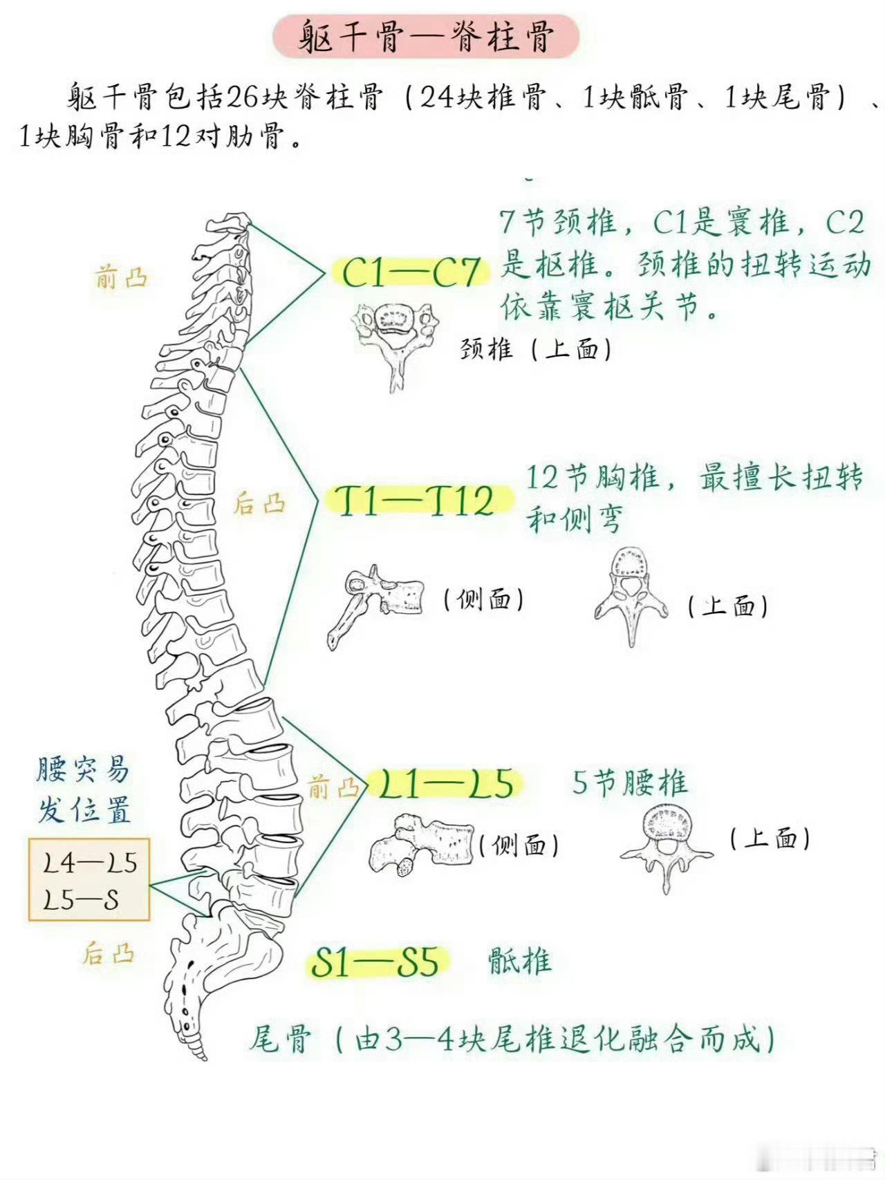 终于有人把人体206块骨骼说清楚了 