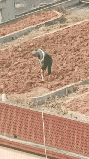 你以为这是在地里，其实这是在楼顶！[捂脸][捂脸]