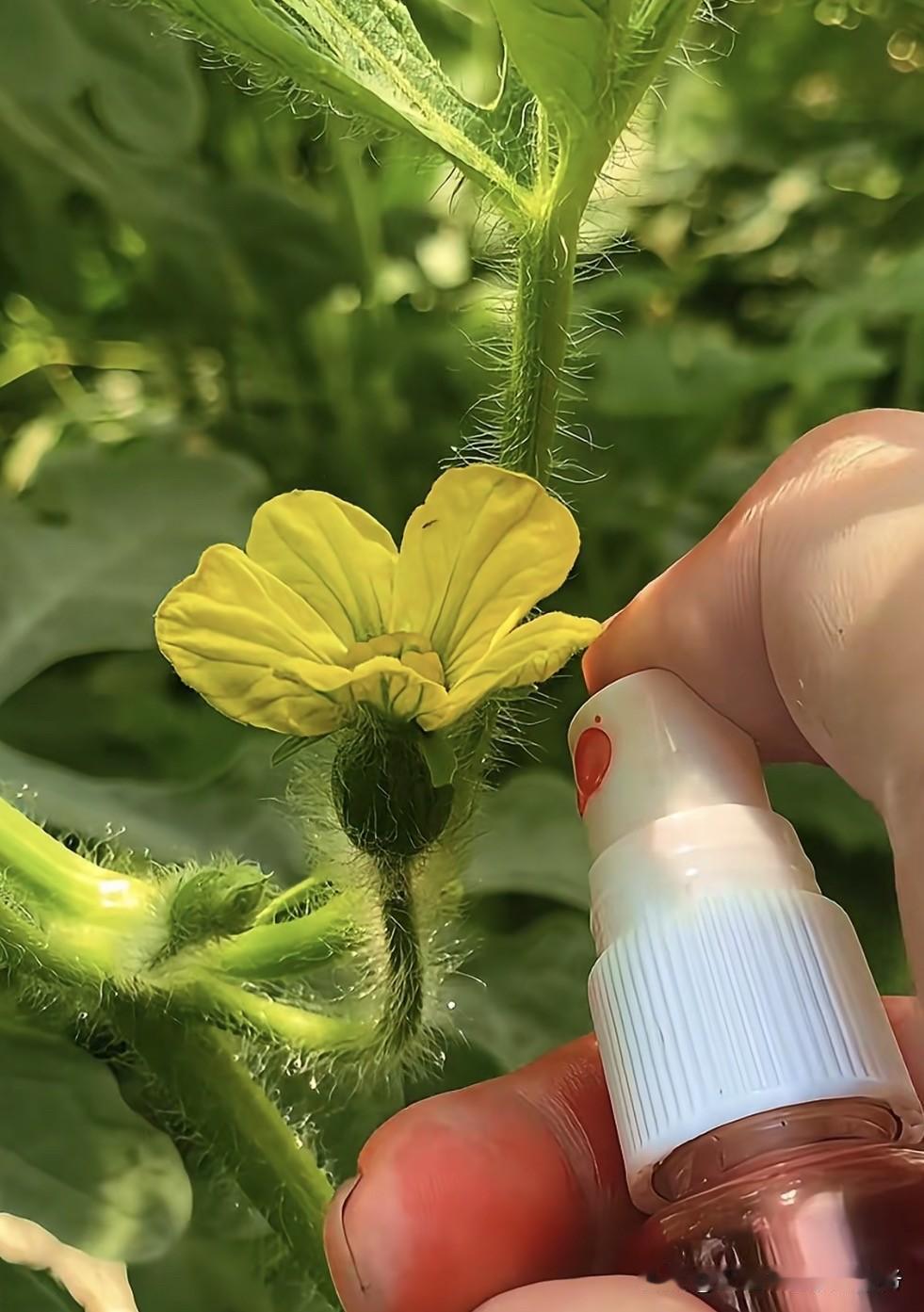 一、河南、江苏、浙江、福建露地甜瓜种植时间

1. 河南（黄淮海暖温带）
露地以