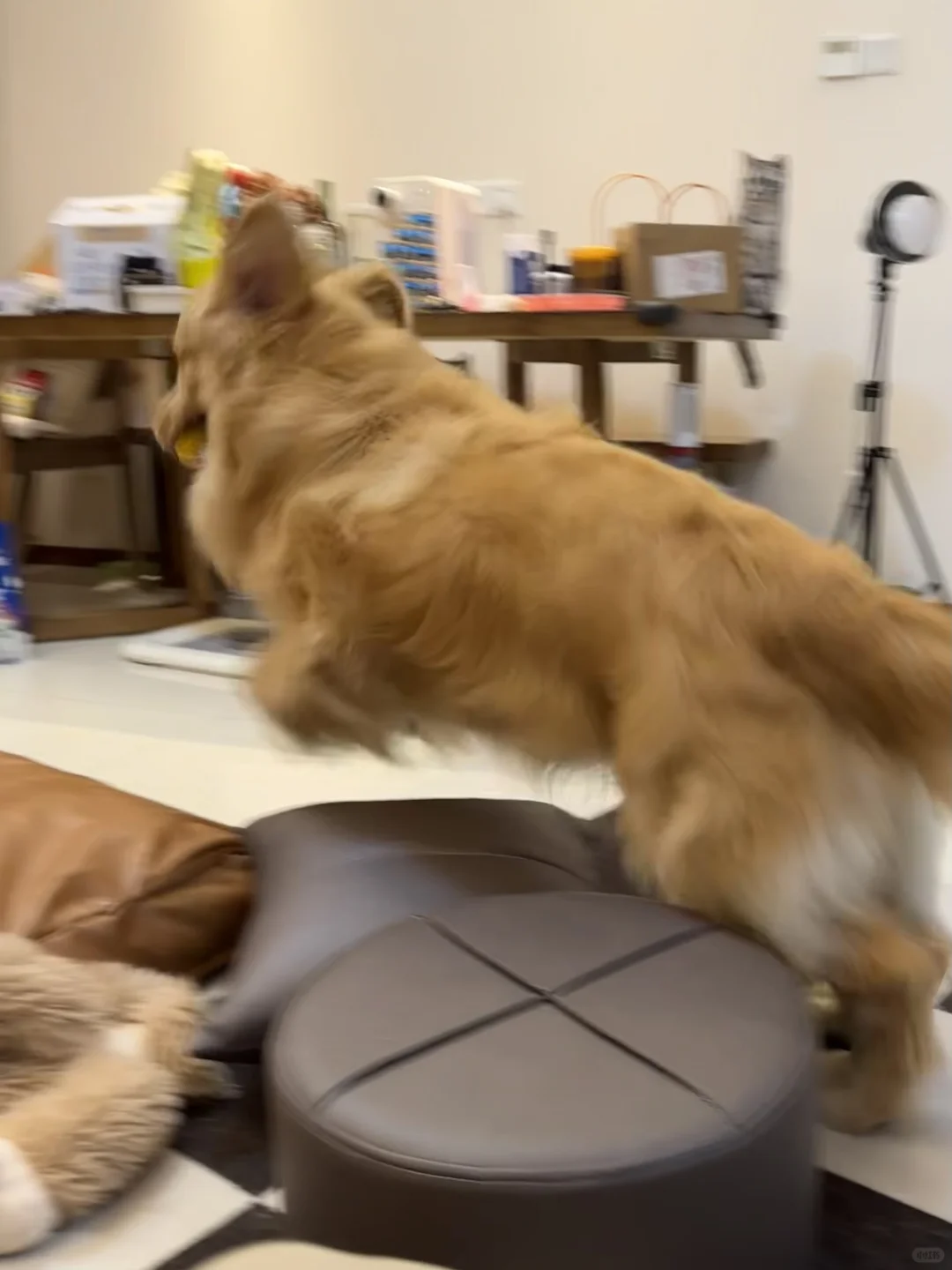 连续下雨天的发疯小鸡毛和无语小猫