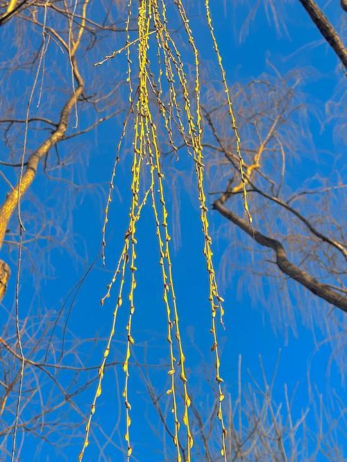 人们都习惯用"春江水暖鸭先知"这句古诗句，来鸭子是报春的使者。
殊不知，每当冬天