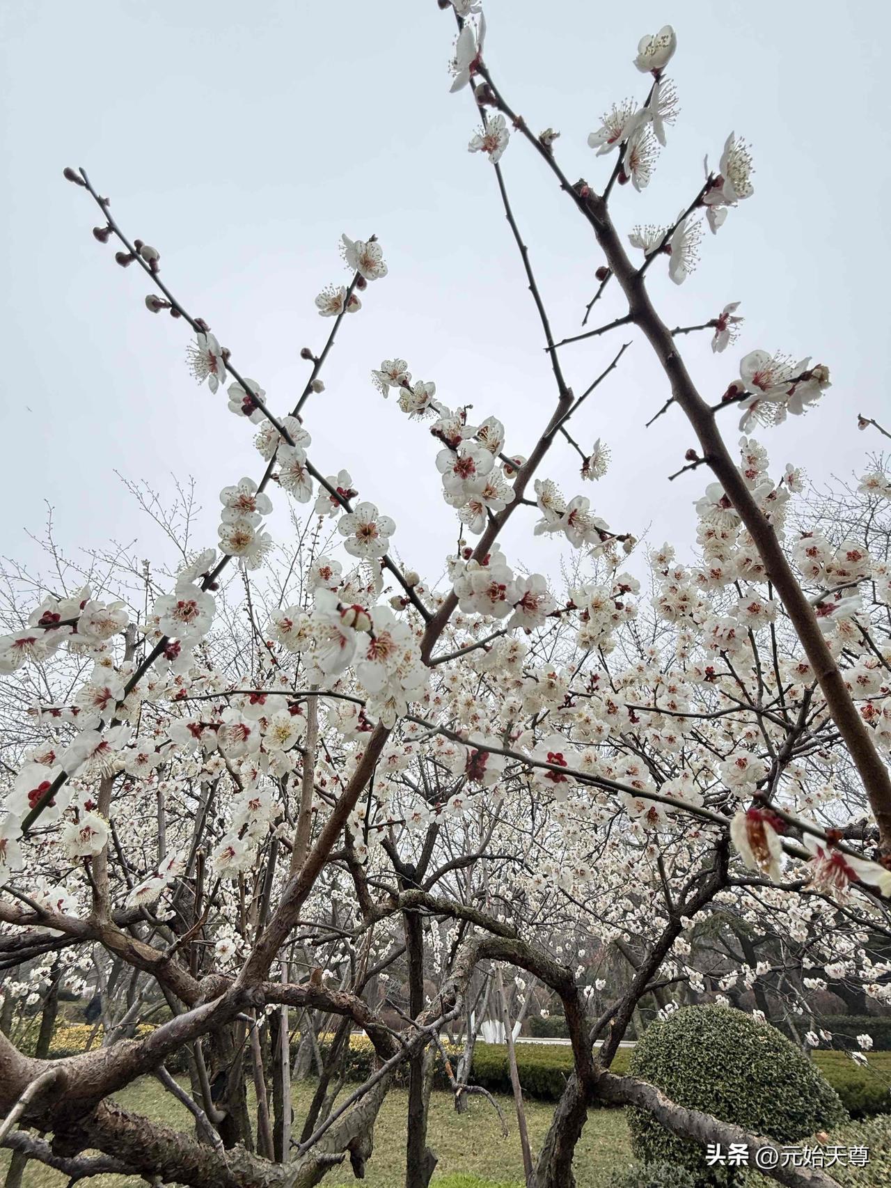 春日生活打卡季我这段时间就一直追遂着海鸥飞来飞去，这段时间西伯利亚海鸥可真游遍整