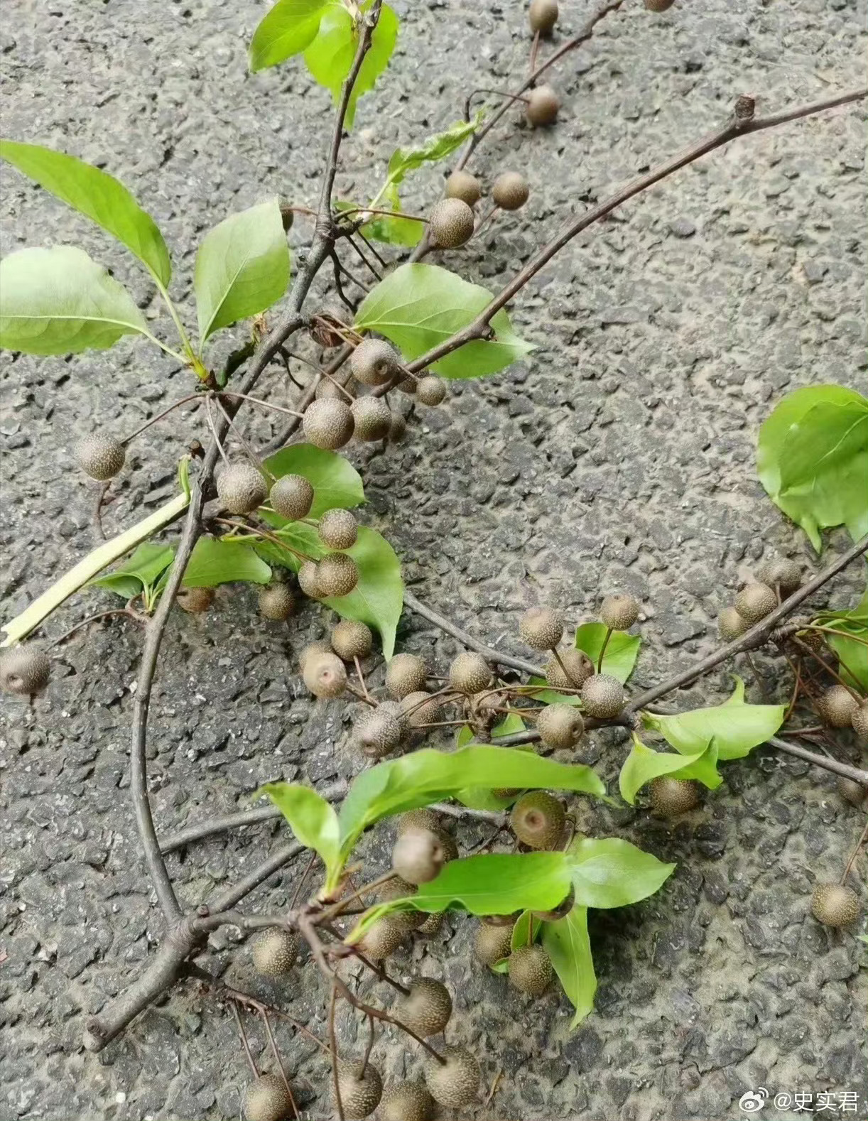 你们小的时候吃过这个吗？酸酸甜甜的[鲜花] ​ ​​​