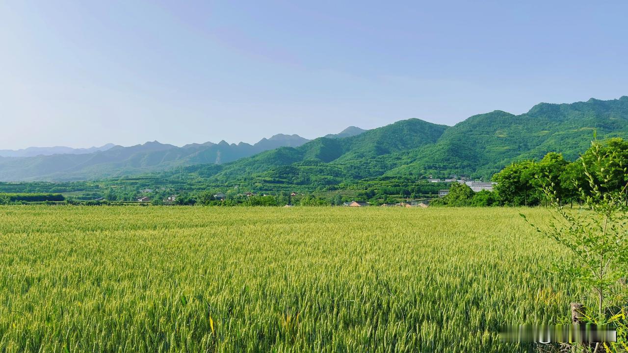 风吹麦浪，故乡的五月，尝过桑葚、樱桃的清甜，最倾心这片塬上麦野。满眼麦色悠悠，皆