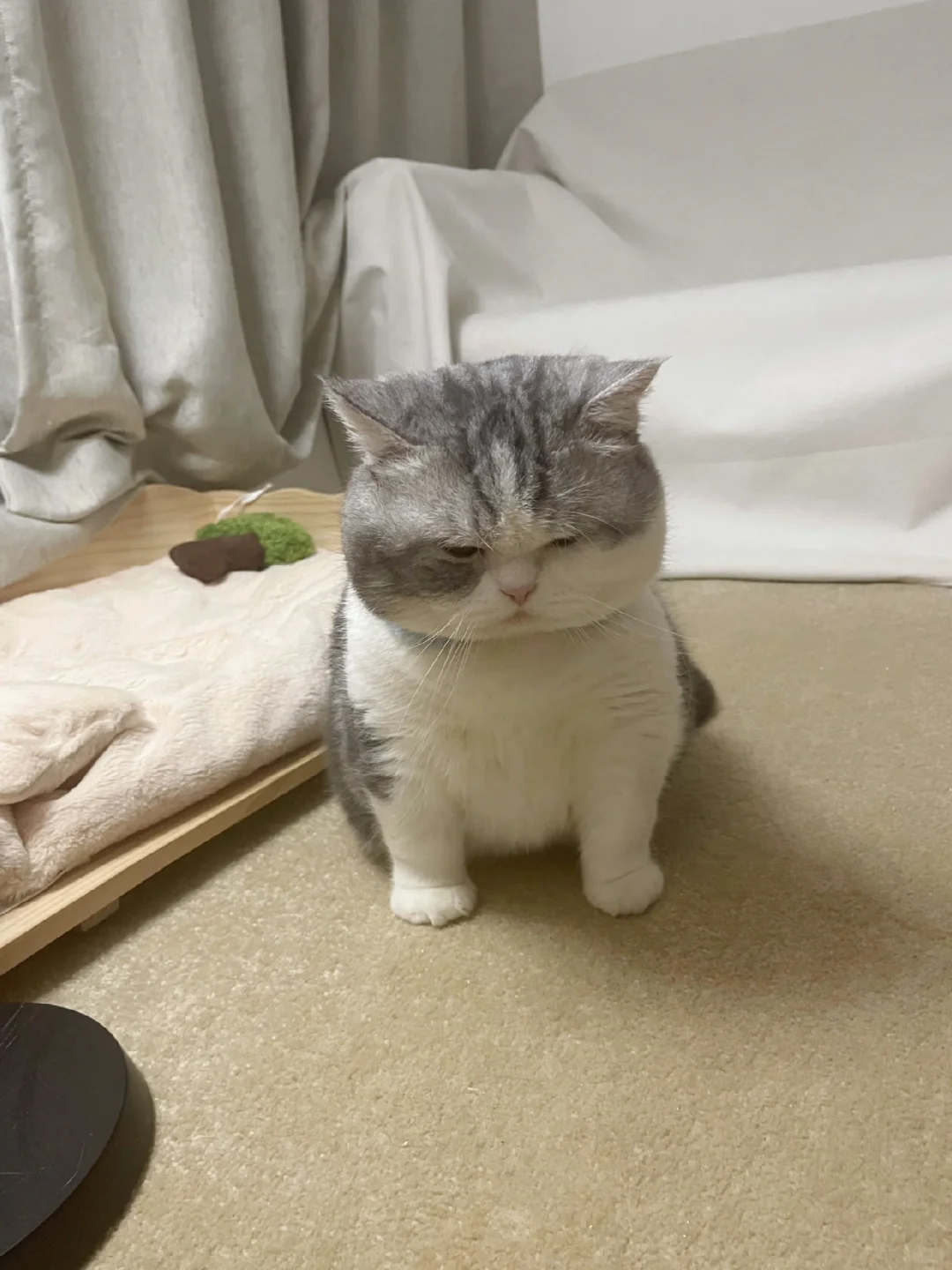 哪有好猫偷人袜子的啊