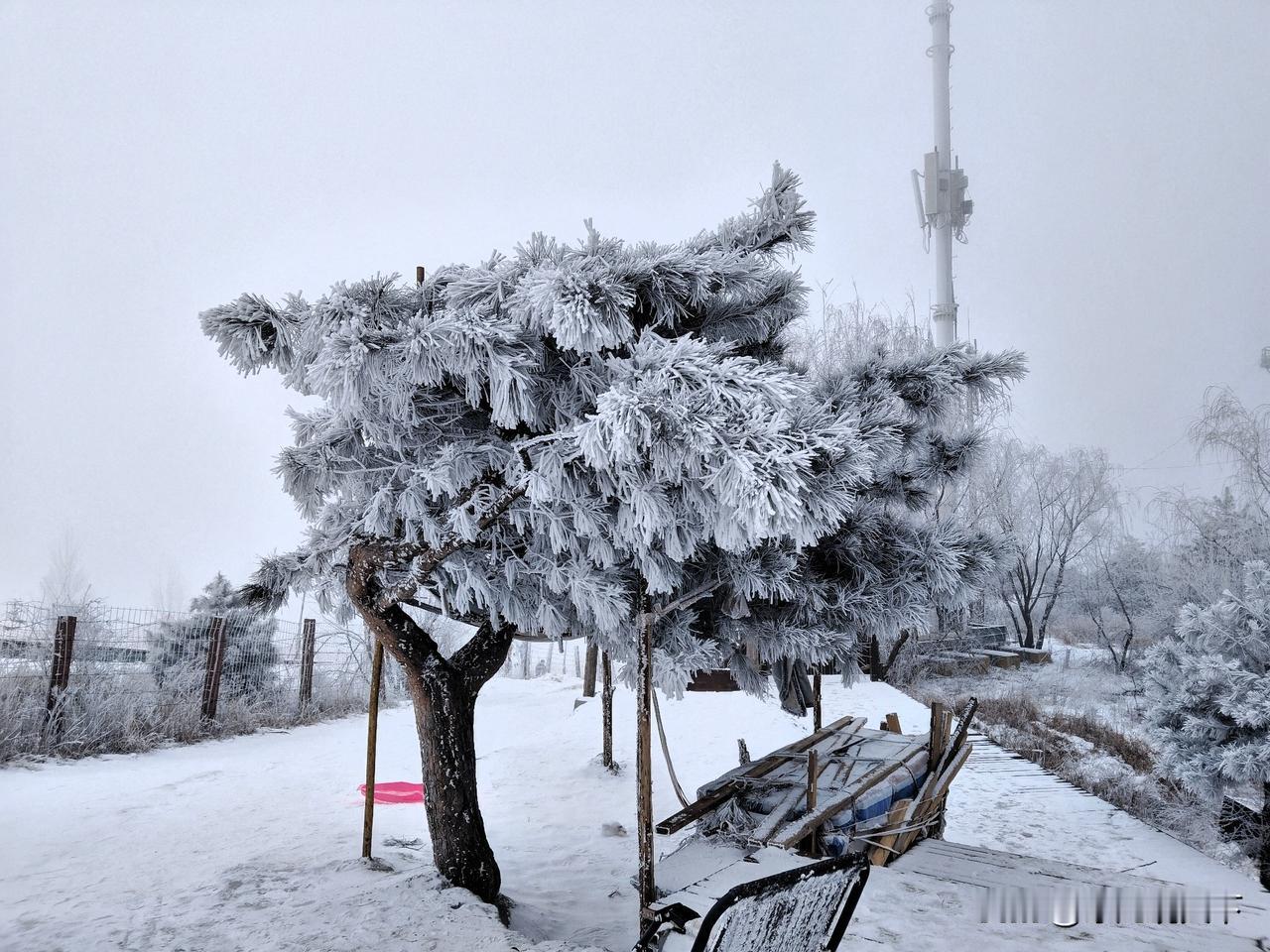 晨起推门，世界已浸在一片莹白里。院中的松树裹了层厚雾凇，针叶凝着霜晶，风过处簌簌