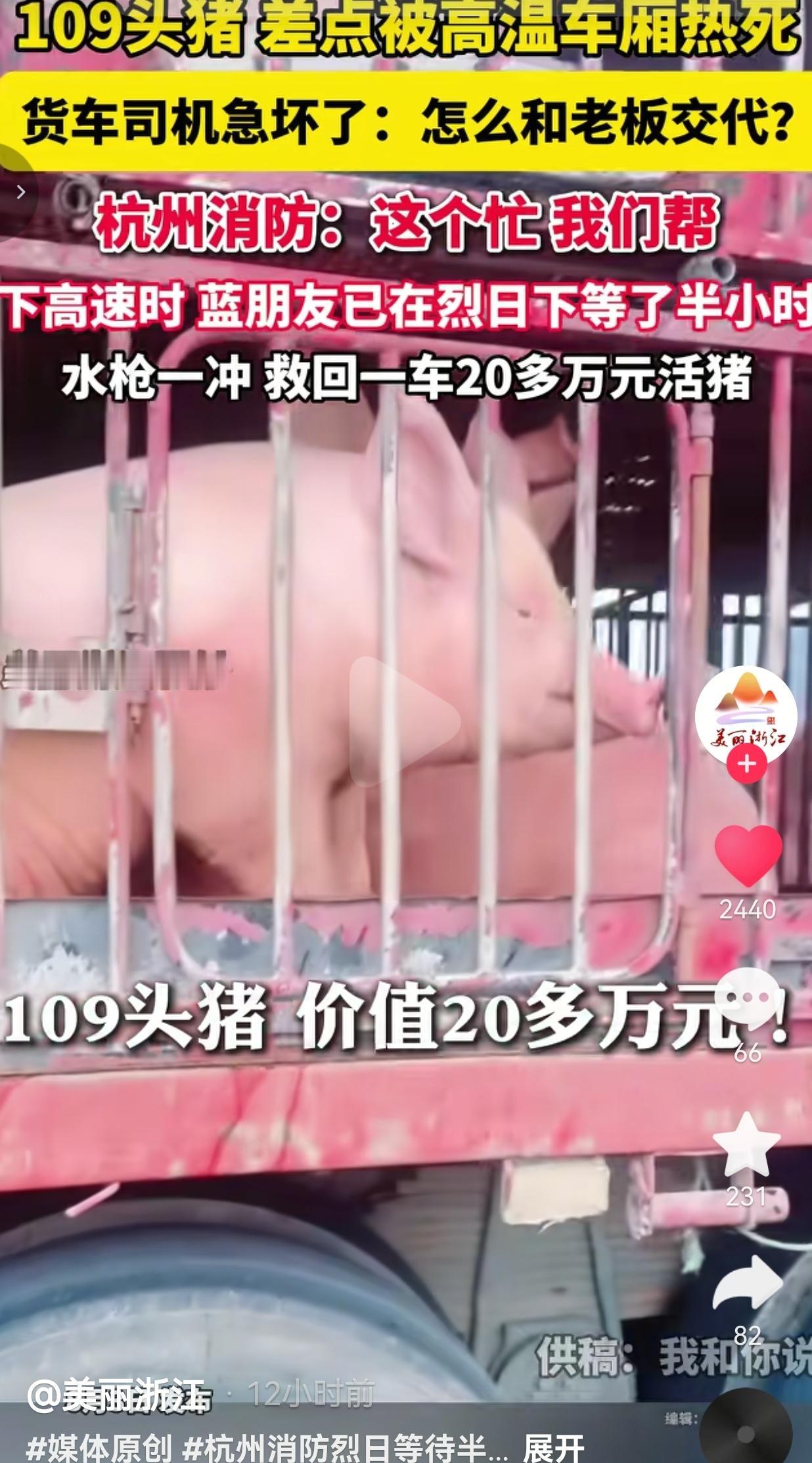 烈日下等候半小时！109头生猪险些热死，杭州消防出手保住货车司机二十多万生计
 