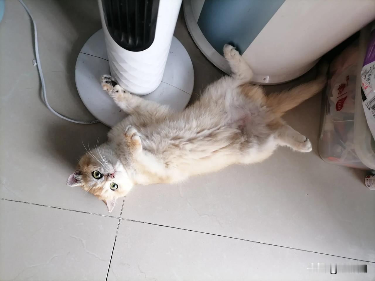 女儿的猫咪，我要挂网卖了，受够了！