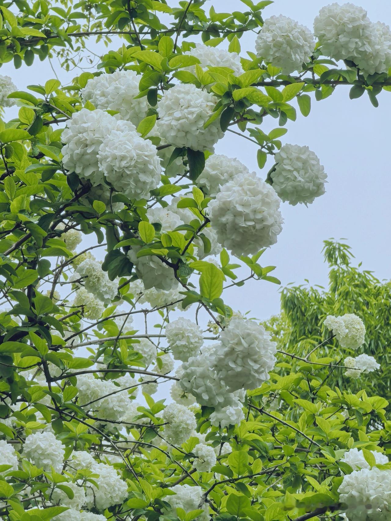 绣球花，东坡公园里小明星，一株在龙亭边上，一株在抱月堂的西南，拍照打卡的游客络绎
