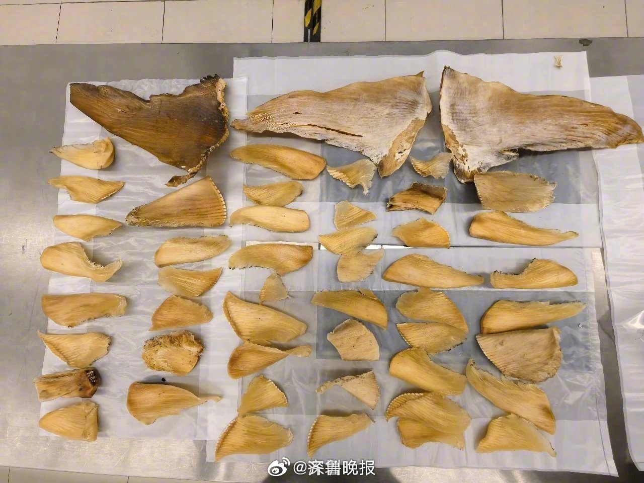 【#深圳海关查获50块濒危鲨鱼翅# 】 #男子携濒危鲨鱼翅被深圳海关查获#近日，