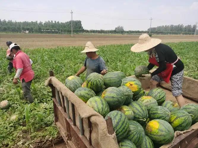 不为民作主，就是最大的负面舆情。

又到了西瓜丰收季，河南一些乡镇的西瓜出现滞销