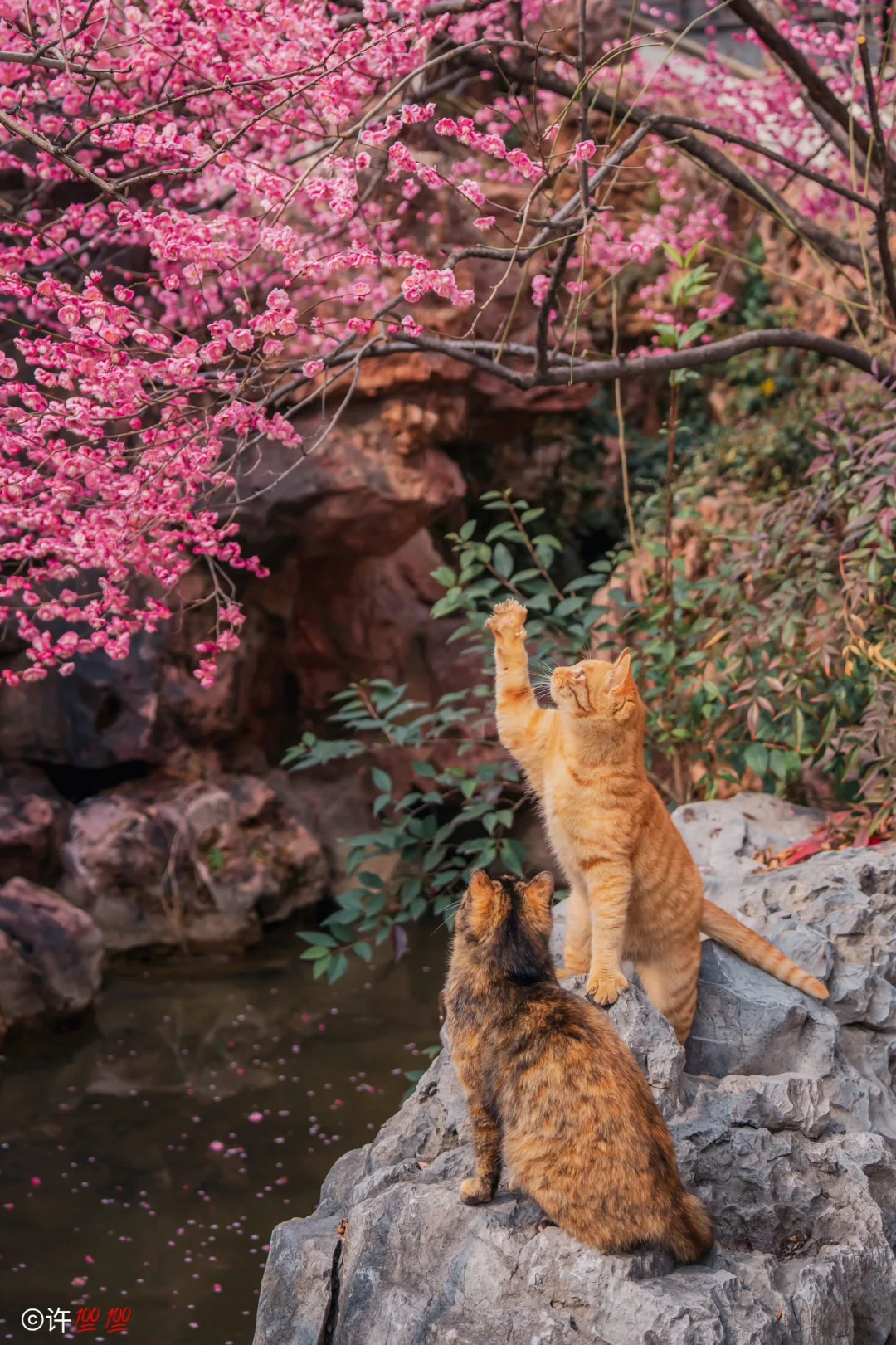 芥子园梅花🌸与猫咪🐱的搭配，真是绝绝子啊