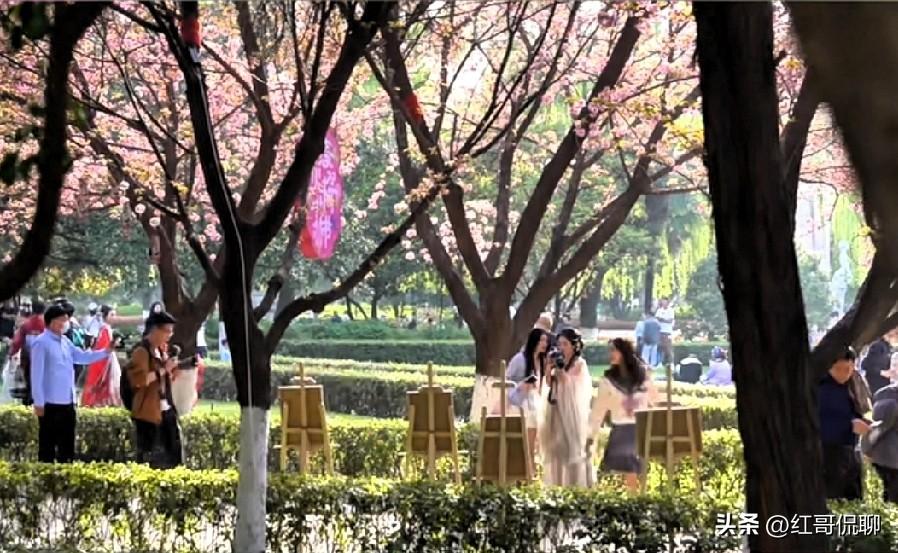 西交大的樱花道樱花不知开了没有啊？多少年了没能亲眼目睹了，这次校庆回校和同学相聚