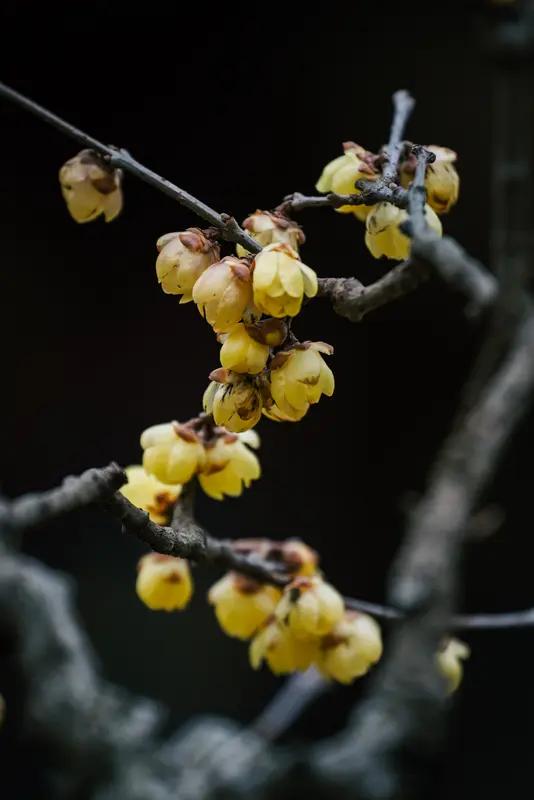 腊梅初开


岁岁君开我又逢，幽香缕缕醉娇容。
梅梢眨眼传春讯，先染东风一抹红。