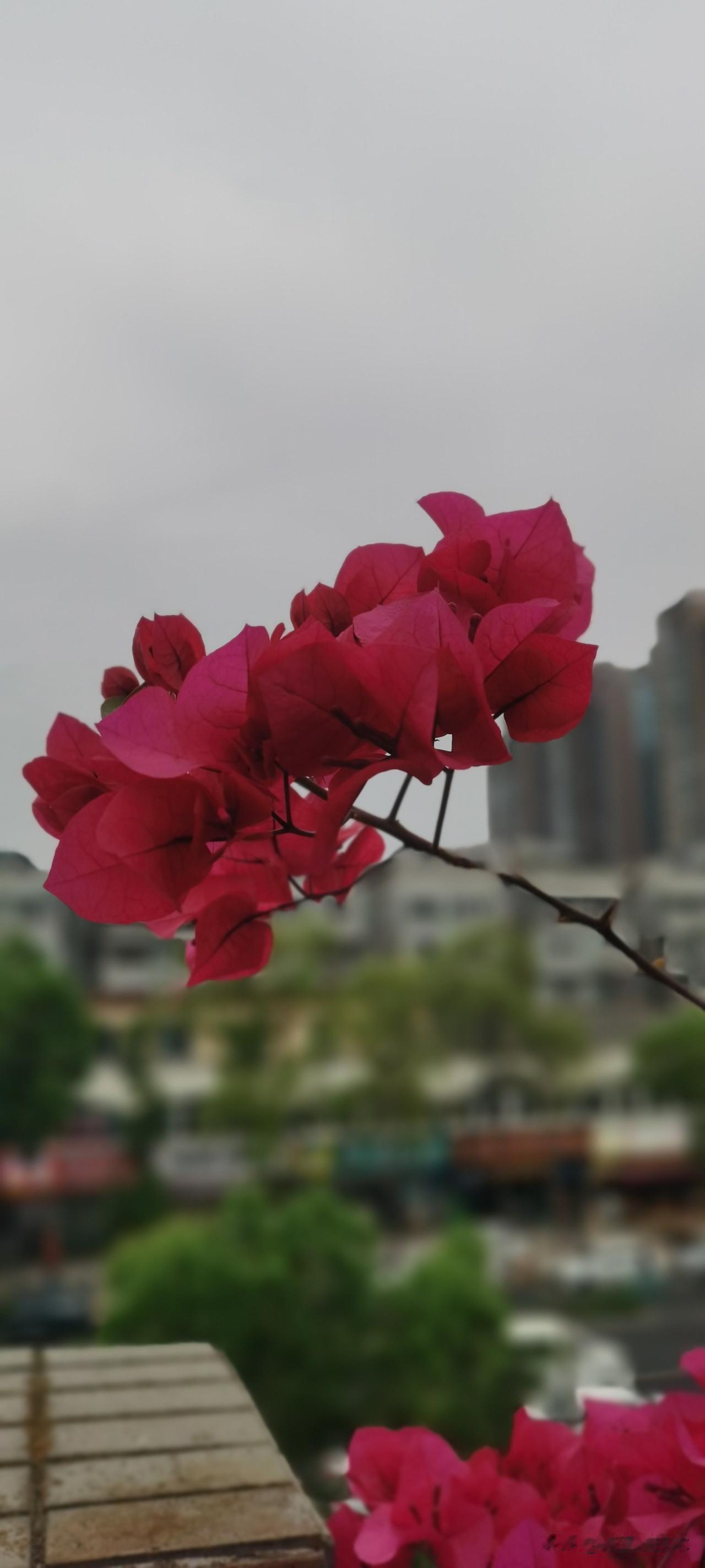 自贡人说“欠红苕”的“欠”字是什么意思？
看到一个朋友发微头条问四川方言的“欠”