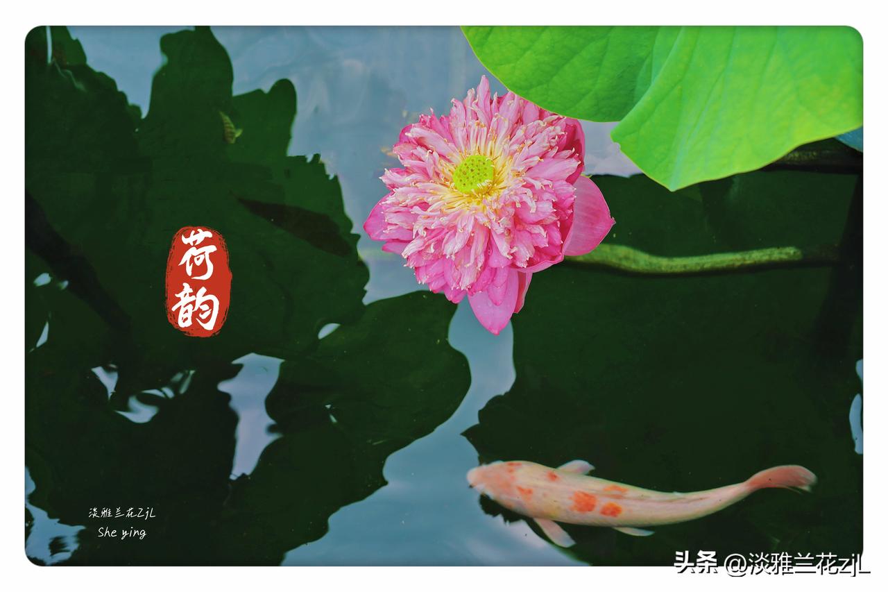 宝墨园看荷花追锦鲤
【原创摄影】
拍摄时间：2026.6.11