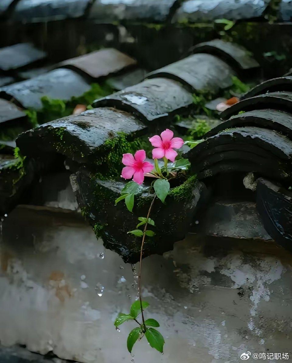 “这个世界上最廉价的就是， 一事无成的温柔和一贫如洗的真心。”[心] ​​​